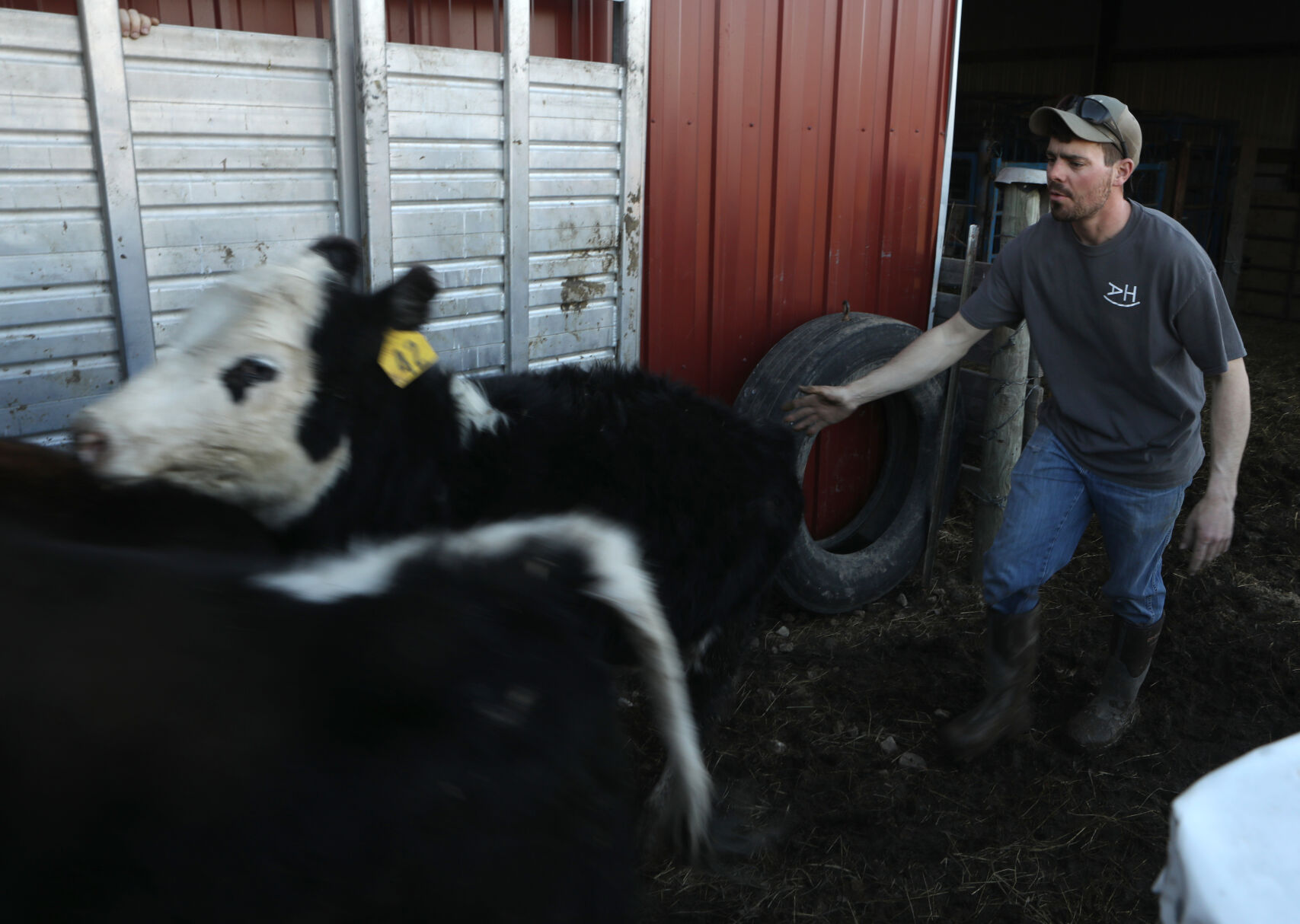 August Horstmann loads cattle